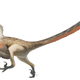 Artist’s interpretation of Velociraptor mongoliensis.